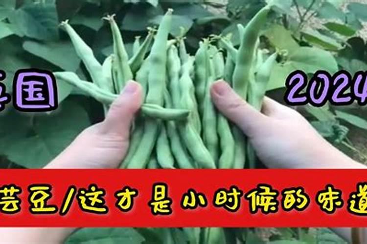 芸豆的养殖方法和注意事项