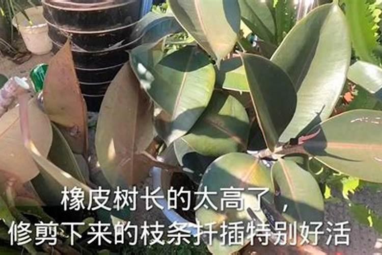 橡皮树剪下来怎么生根,5个步骤即可生根发芽
