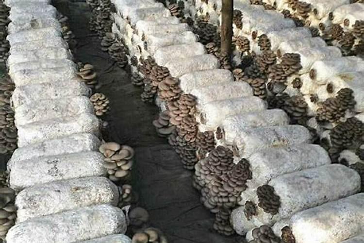 平菇高粱原种里面加多少磷酸二氢钾合适？