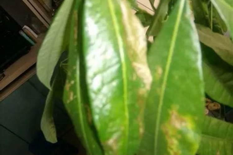 北方种的白露小葱来冻之前施化肥吗？
