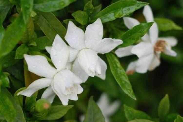 栀子花可以用复合肥吗