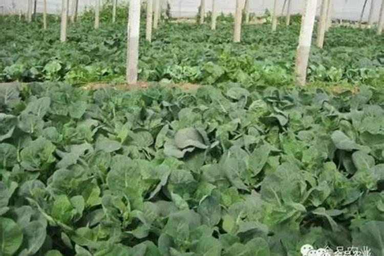 土豆施肥时间和方法 施肥要点有哪些