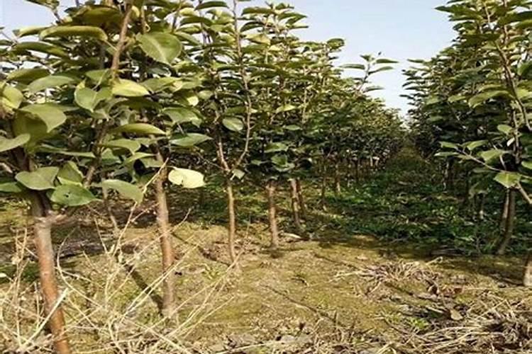 梨树地栽方法