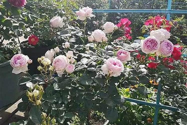 草莓滴灌钙肥一亩多少斤？