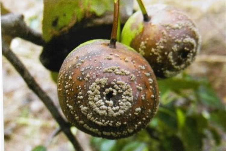 腐烂的水果可以做花肥么？