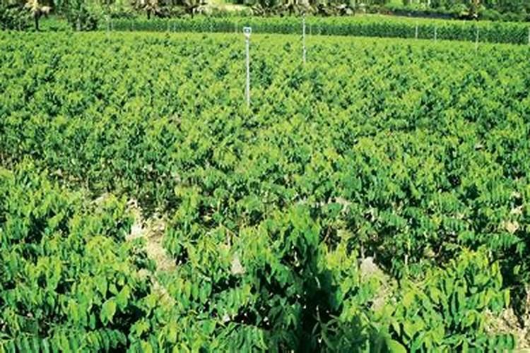 树仔菜尿素兑水喷施的比例是多少