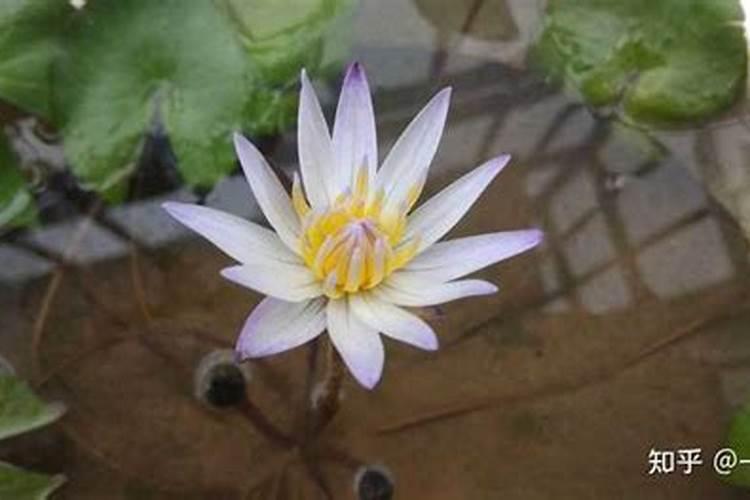 两年脐橙树怎样施肥？和管理 。请求大师