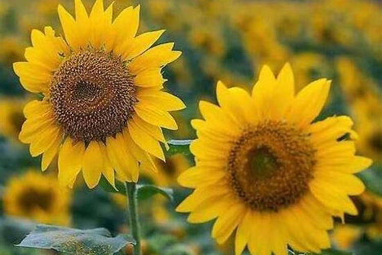 枇杷开花时打什么药