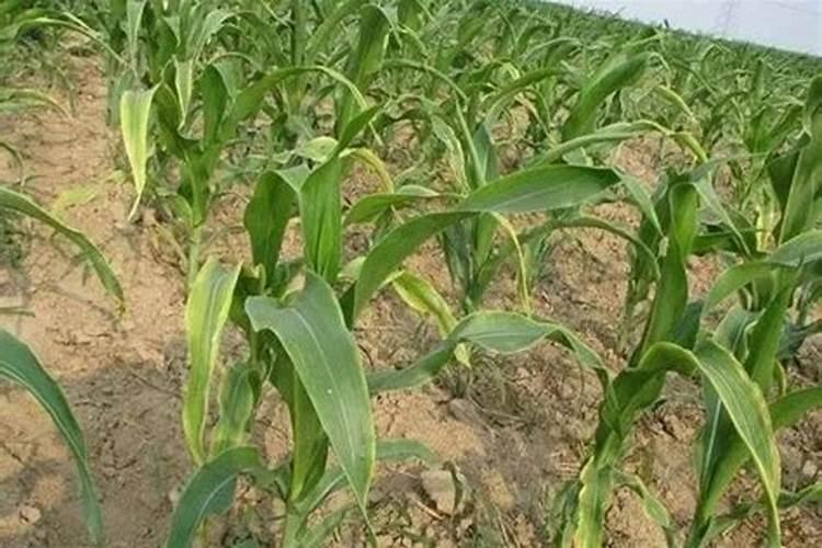 海藻肥都十年了,你还在被忽悠吗？一篇文章让你了解透