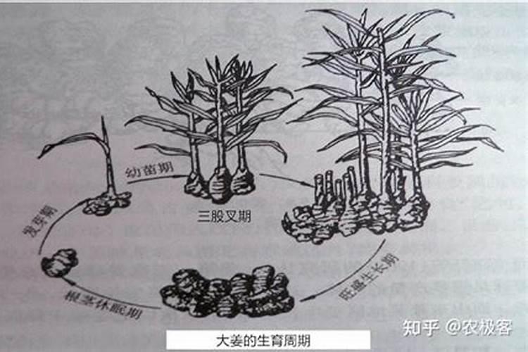 一亩地用多少硼肥 如何正确施硼肥