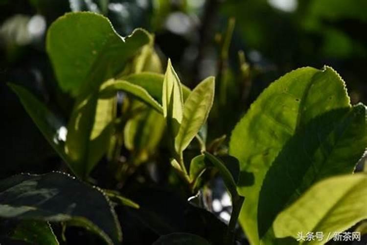 ...各要哪一种磷肥打底好？过磷酸钙和钙镁磷肥有什么区别？