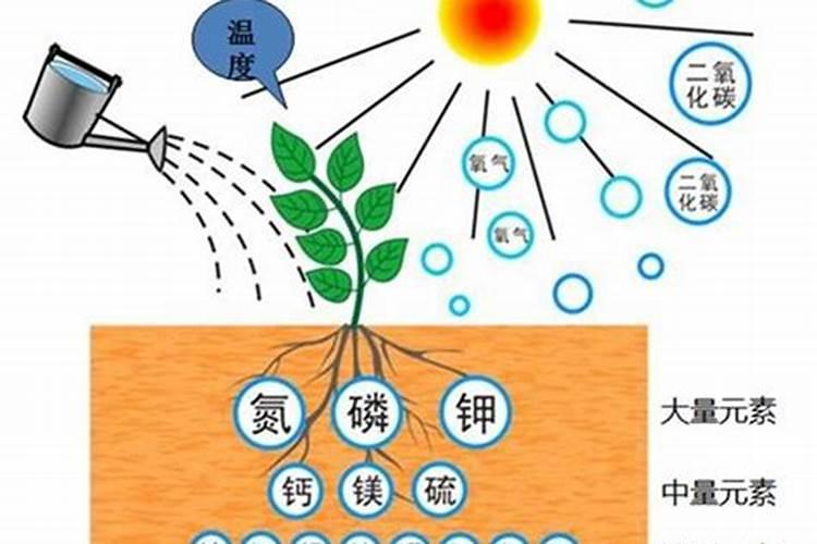 也门铁树的养法