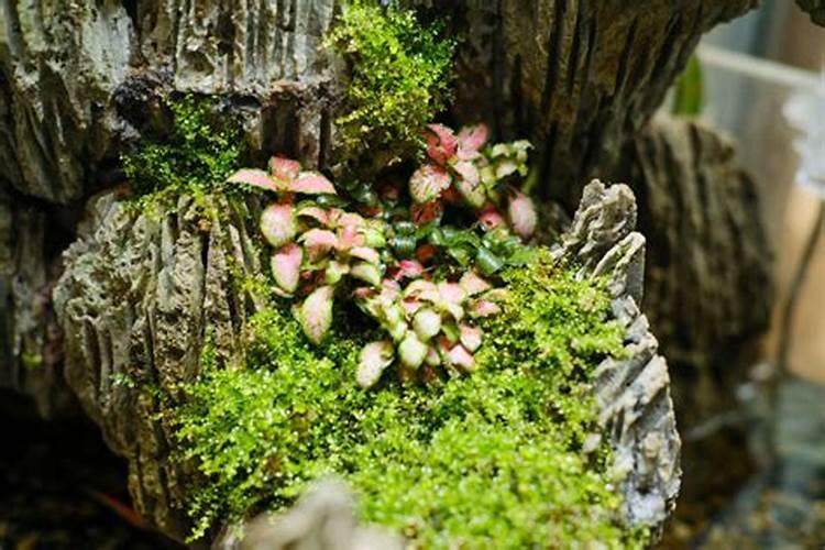 五洲丰海心花复合肥181818价格