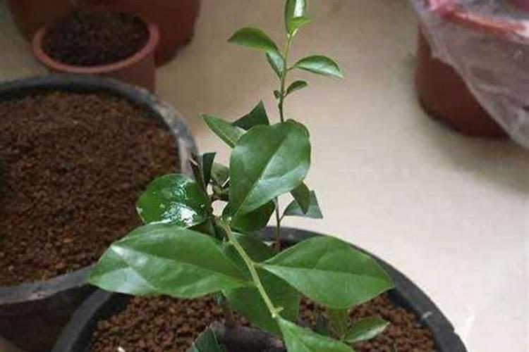 小麦播种后能马上浇水吗