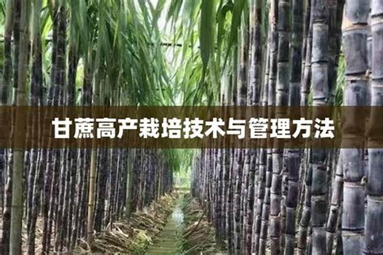 甘蔗多久施一次肥(施肥时间和方法)