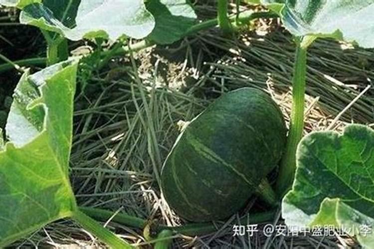 南瓜施什么肥最好