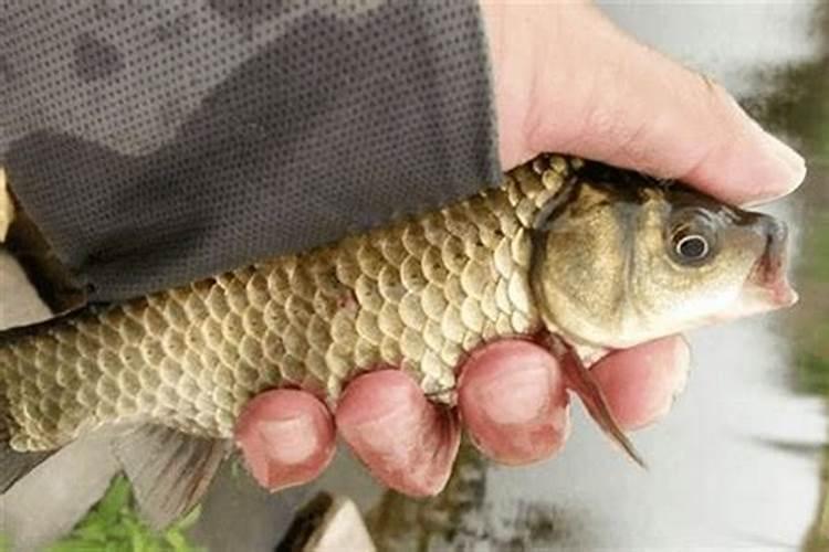 铜钱草土培怎么养爆盆