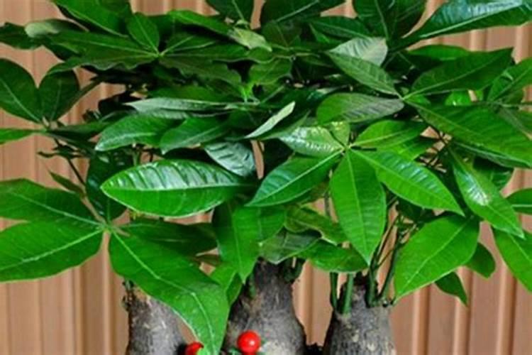 发财树怎么养护用什么肥生根 发财树如何养护用什么肥生根