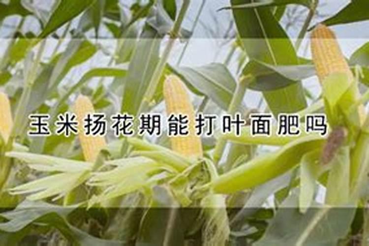 玉米一垧地叶面施肥要用多少尿素水