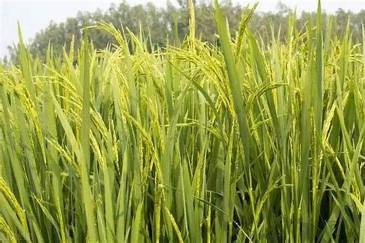 种植萝卜如何施硼肥？施硼肥都有哪些好处呢？