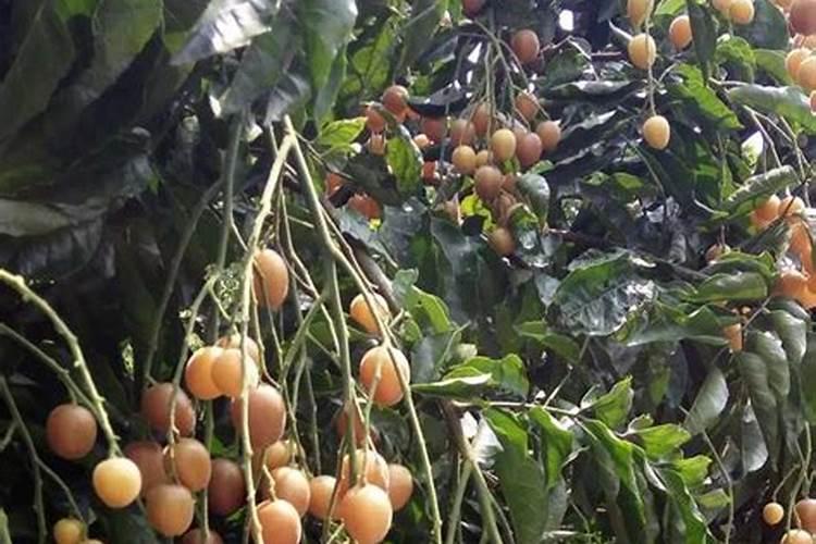 雄安新动力控股股东破产,实控人毛凤丽已被终身市场禁入