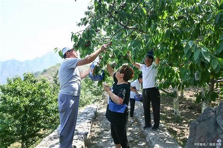 樱桃采摘后施什么肥料好