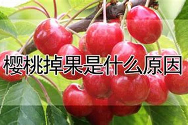 樱桃落花落果怎么办 樱桃养殖方法总结