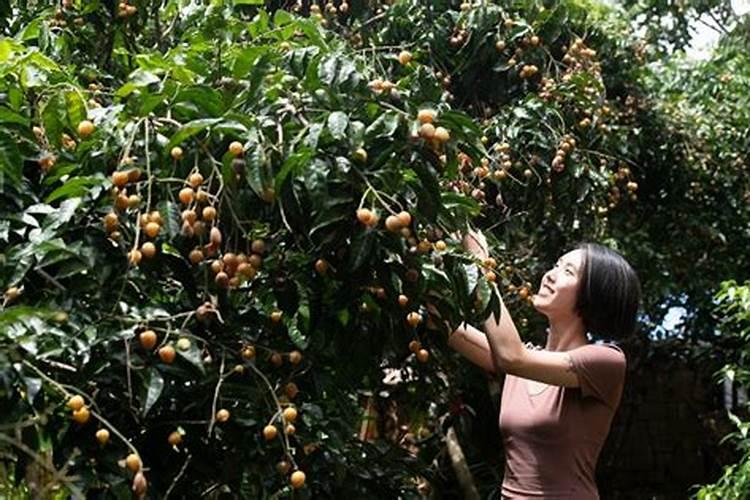 草莓开花时怎样施农家肥