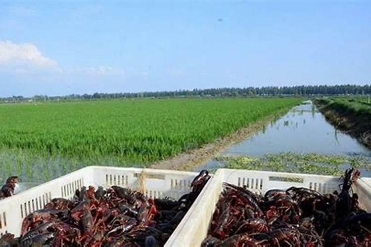 盆栽怎么施肥 家庭花卉追肥技巧