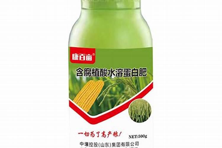生姜不催芽直接种行吗