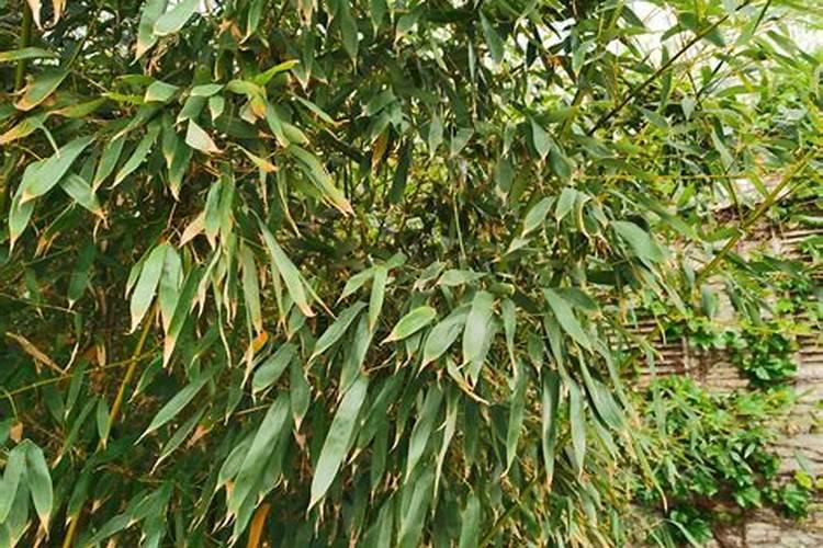 种植生姜该施什么肥料