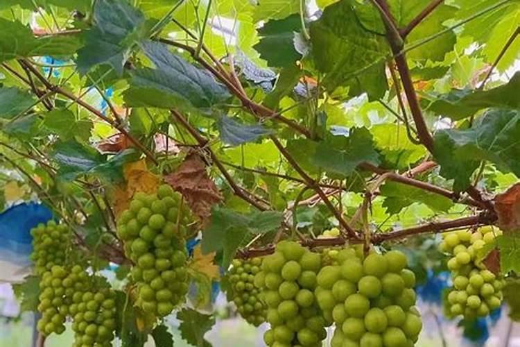 花生田怎样喷施磷酸二氢钾