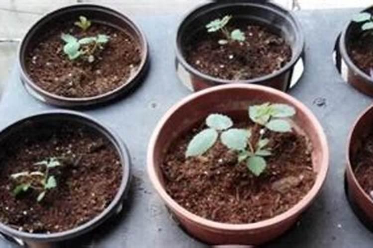 指甲花种子发芽后可以施肥吗