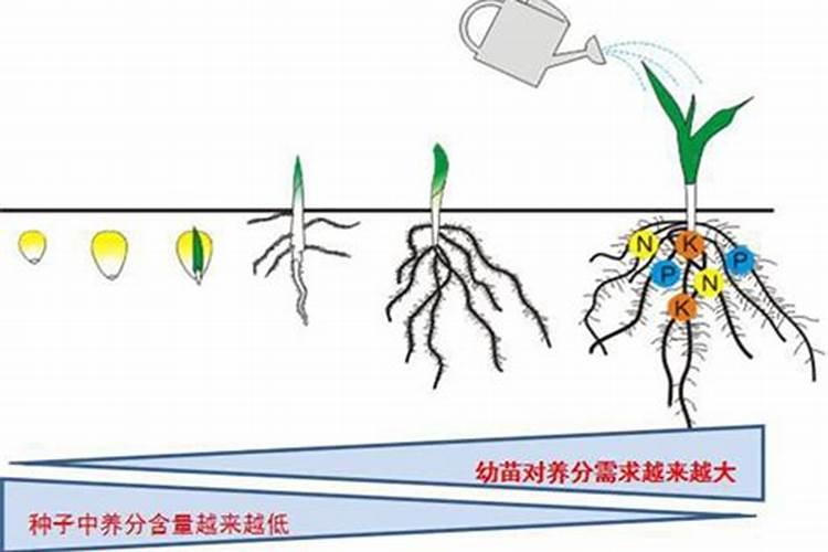 花生麸做基肥对茶树有什么营养