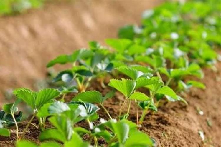 荔枝树施什么肥