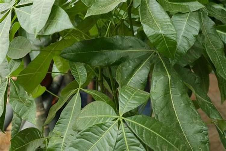 发财树浇什么水长得最旺