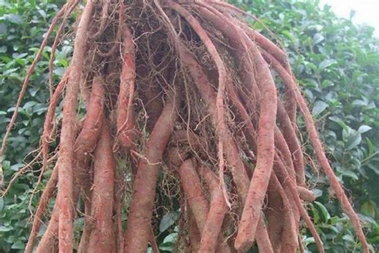 除草剂和玉米叶面肥一起打吗走己？