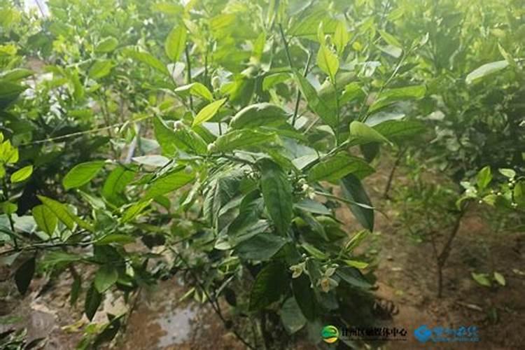 四季桂花用什么肥料