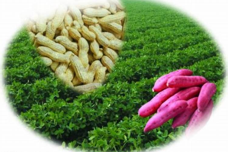 15一15的氯基复合肥可以施花椒树吗？