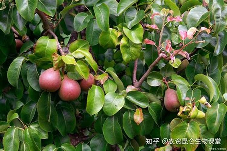 梨树套袋后施肥技术 梨树什么时候套袋好如何施肥