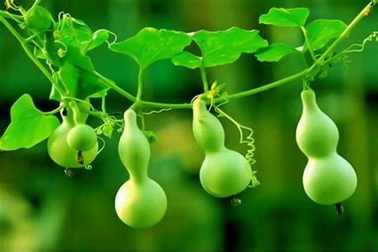 小葫芦怎么样施肥