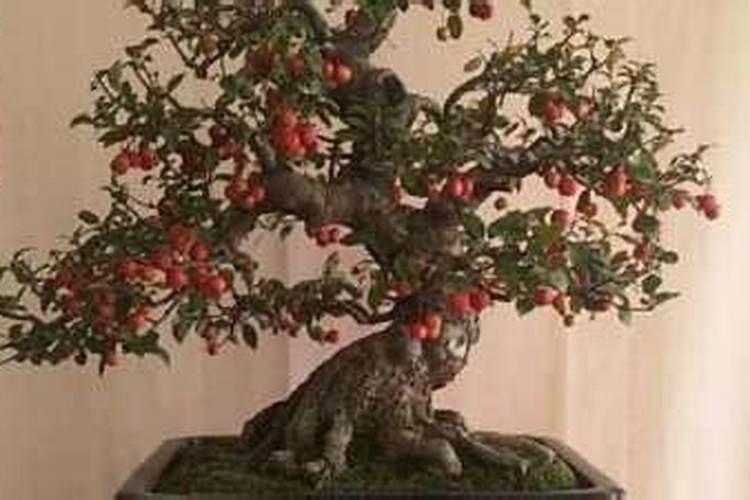 这是什么品种的绣球花？