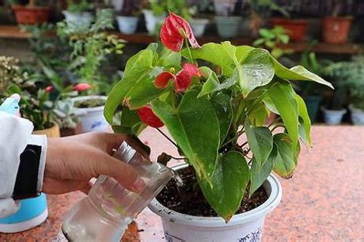 金边吊兰施什么肥料？