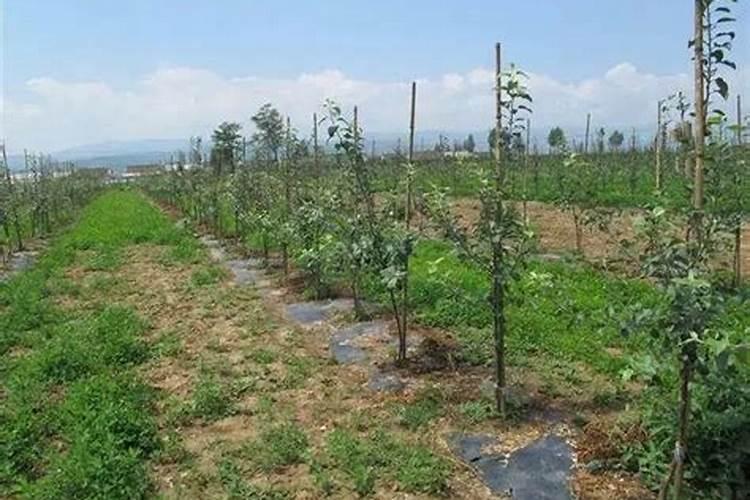 常用锌肥有哪些施用方法