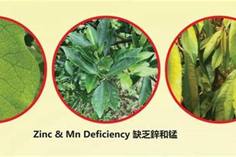 苹果树小叶病怎么弄好啊