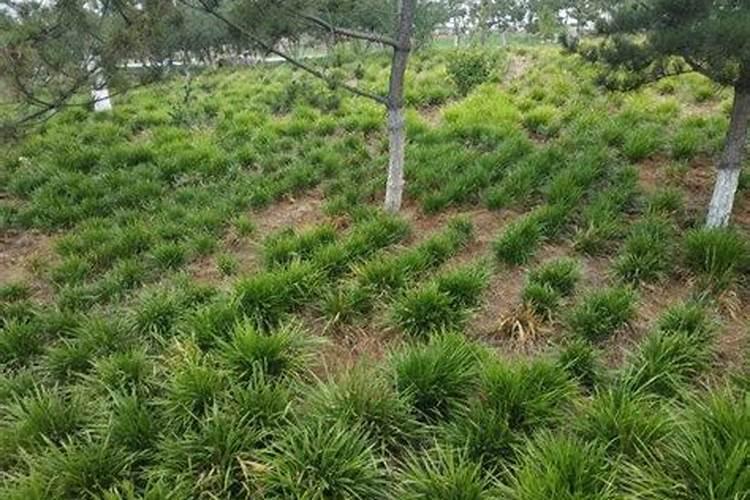 含钾高的茶叶有哪些