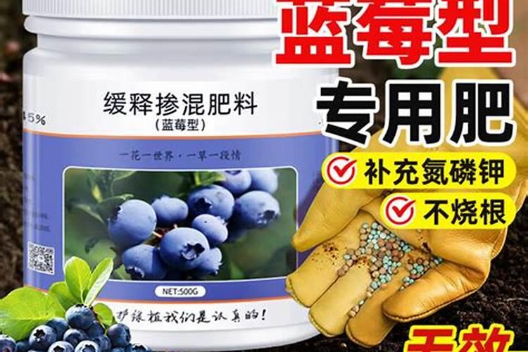 蓝莓花谢了多久坐果 等待多久能吃到蓝莓果实？