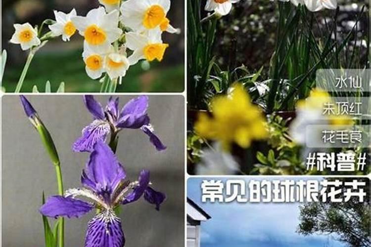 花卉的施肥技巧