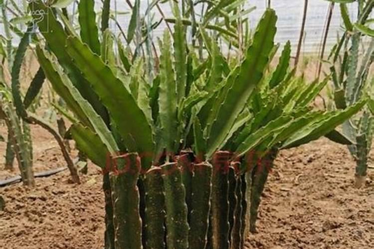 大量元素水溶肥料里面有编织袋残渣正常吗？