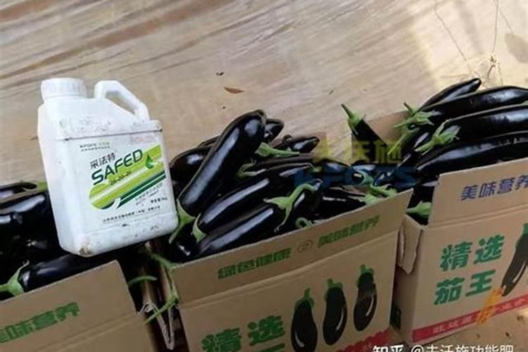 海南槟榔适合用哪个品牌的水溶肥